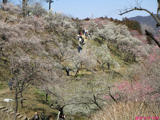 イメージ 6