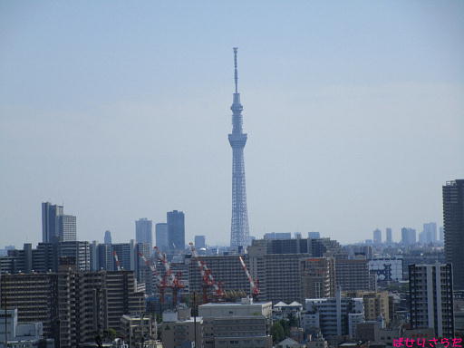イメージ 5