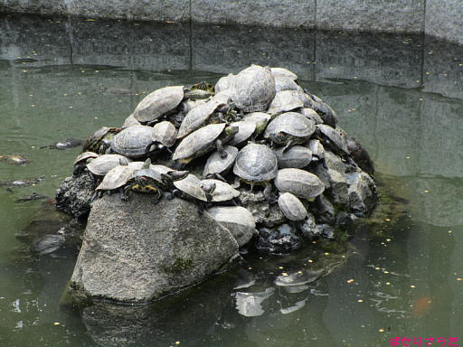 イメージ 5