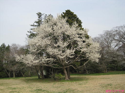 イメージ 4