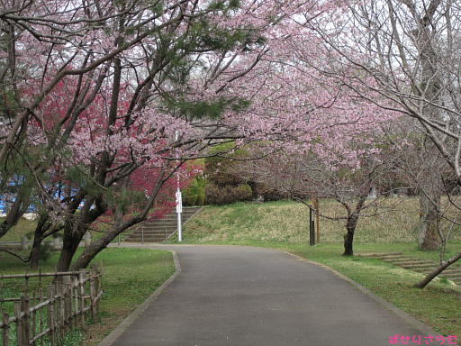 イメージ 5