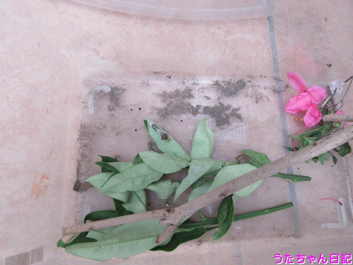 f:id:utachan0831:20200603215931j:plain