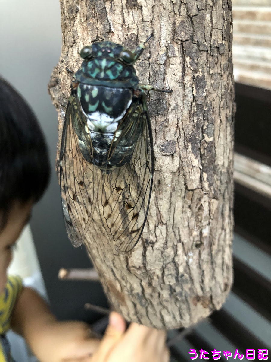 f:id:utachan0831:20200826235414j:plain f:id:utachan0831:20200826235414j:plain