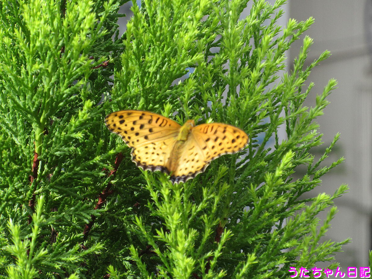 f:id:utachan0831:20201208005903j:plain