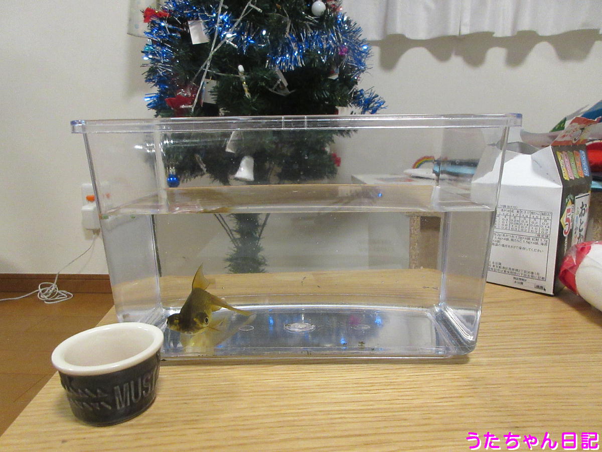 f:id:utachan0831:20201208050854j:plain