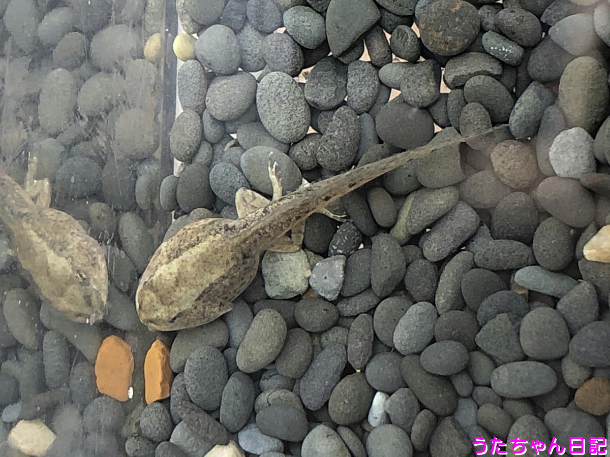 f:id:utachan0831:20210526113018j:plain