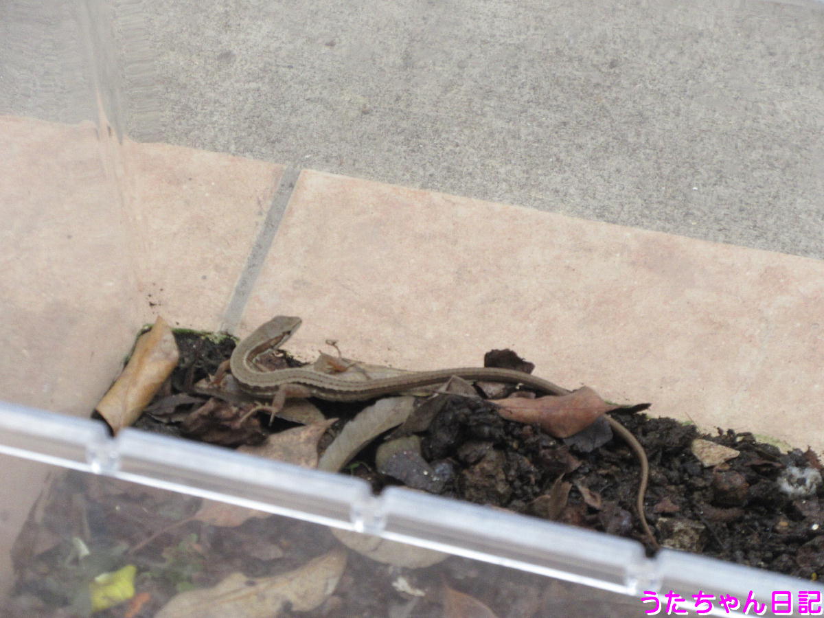 f:id:utachan0831:20210708203038j:plain