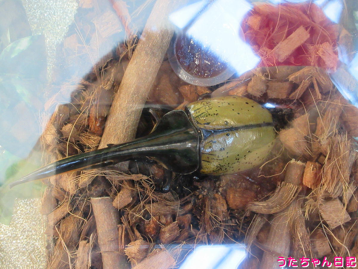 f:id:utachan0831:20210917095519j:plain