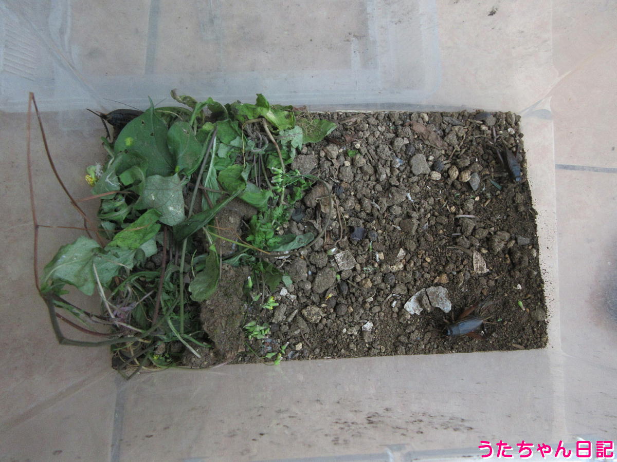 f:id:utachan0831:20211022235850j:plain