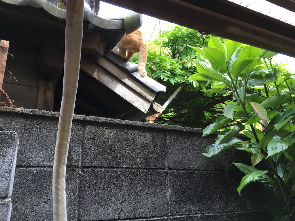 f:id:utakoya-ry88:20160604171506j:image f:id:utakoya-ry88:20160604171506j:image