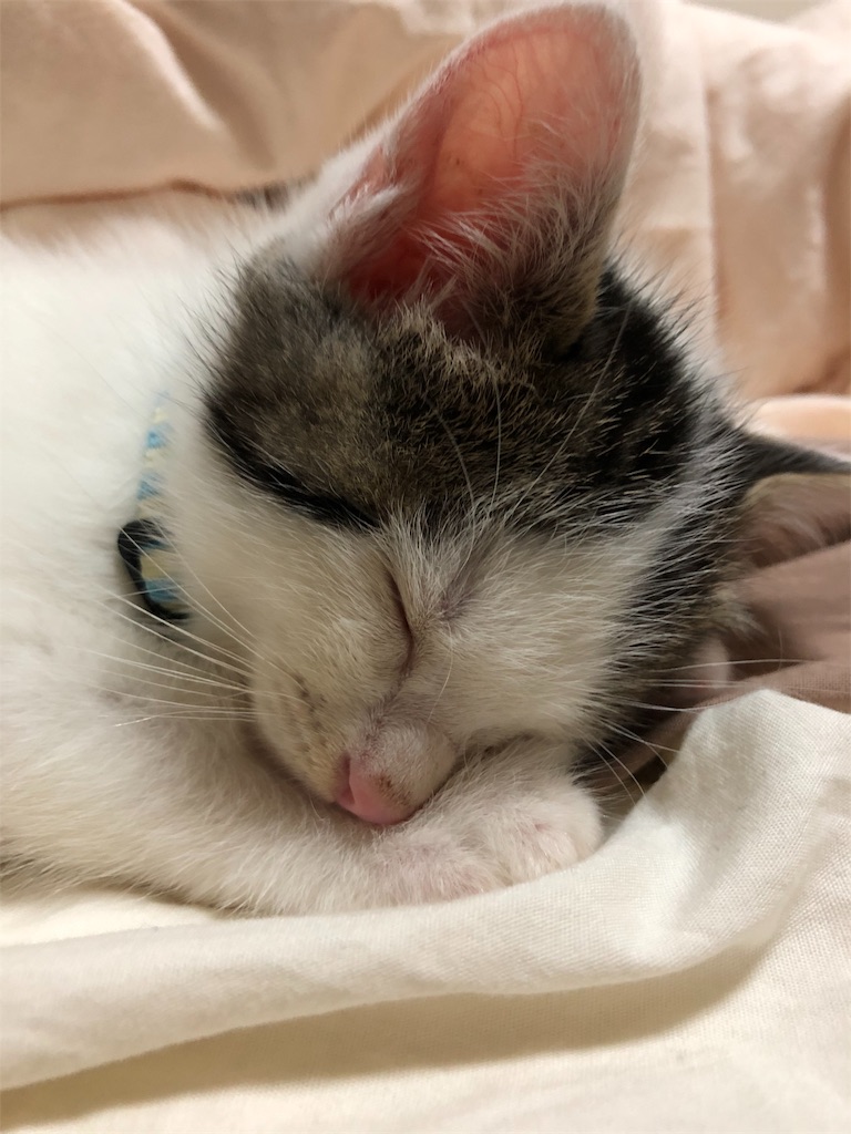 f:id:utamaru20190920:20191121000522j:image f:id:utamaru20190920:20191121000522j:image