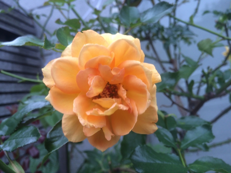 f:id:utano0917:20140703213217j:image:w360 f:id:utano0917:20140703213217j:image:w360