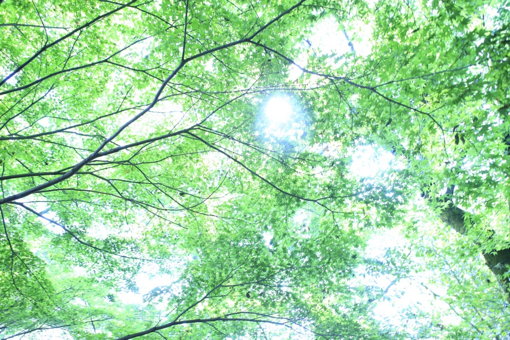 f:id:utano0917:20170513224201j:plain f:id:utano0917:20170513224201j:plain