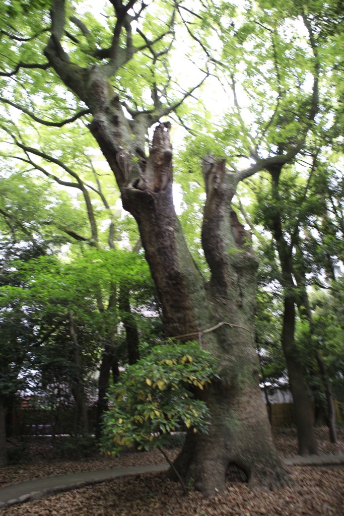 f:id:utano0917:20170514000345j:plain f:id:utano0917:20170514000345j:plain