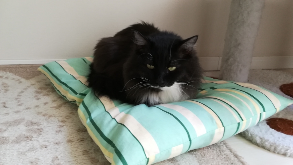 f:id:utanutan1096:20181115123516j:plain f:id:utanutan1096:20181115123516j:plain