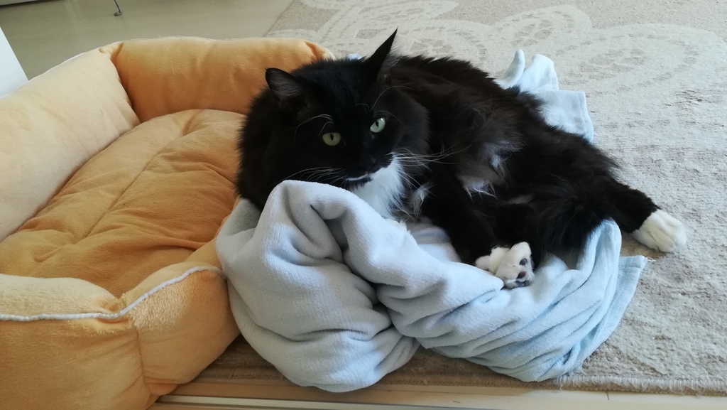 f:id:utanutan1096:20181116172508j:plain f:id:utanutan1096:20181116172508j:plain