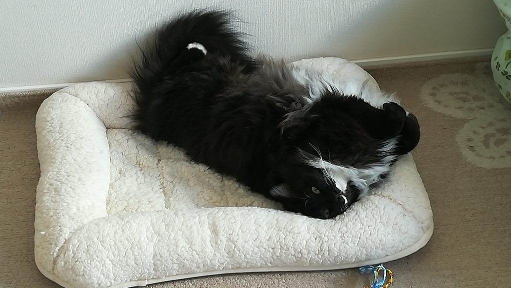 f:id:utanutan1096:20181206122230j:plain f:id:utanutan1096:20181206122230j:plain