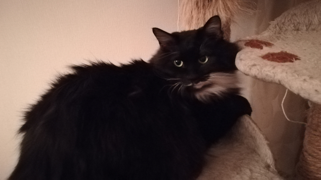 f:id:utanutan1096:20181214143650j:plain f:id:utanutan1096:20181214143650j:plain