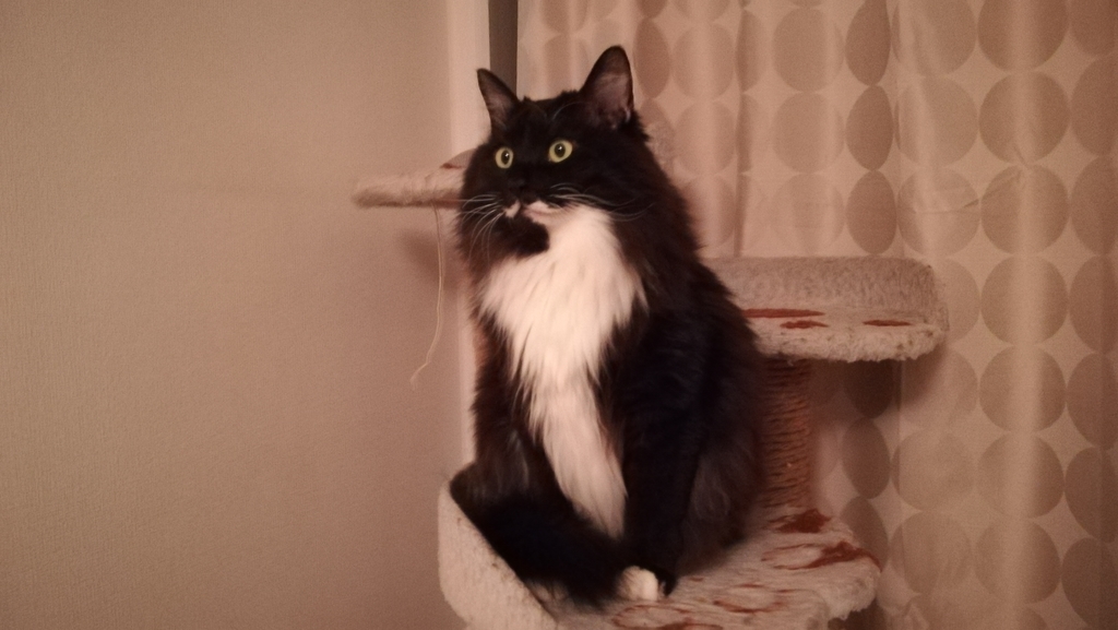 f:id:utanutan1096:20181221131906j:plain f:id:utanutan1096:20181221131906j:plain