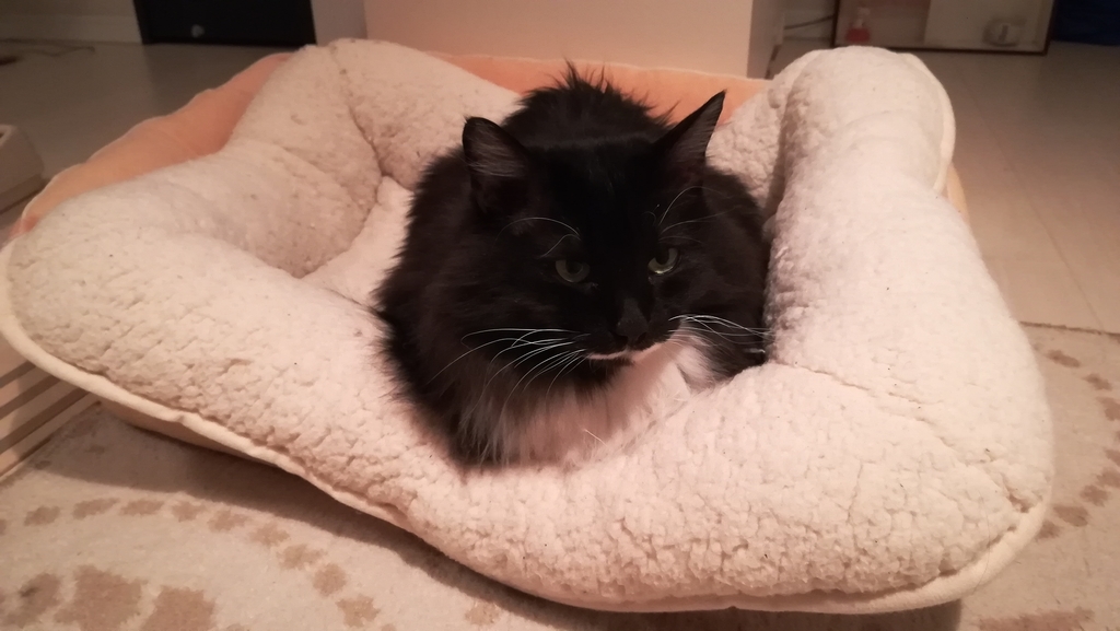 f:id:utanutan1096:20190108134226j:plain f:id:utanutan1096:20190108134226j:plain