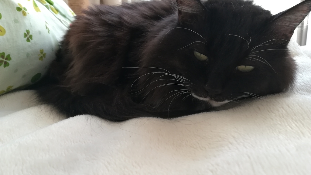 f:id:utanutan1096:20190109190136j:plain