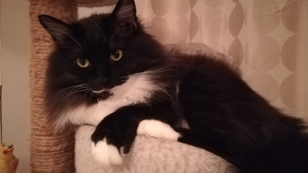 f:id:utanutan1096:20190524104154j:plain