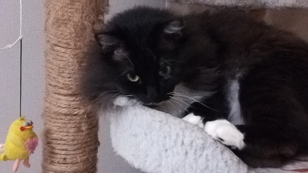 f:id:utanutan1096:20190610160920j:plain f:id:utanutan1096:20190610160920j:plain