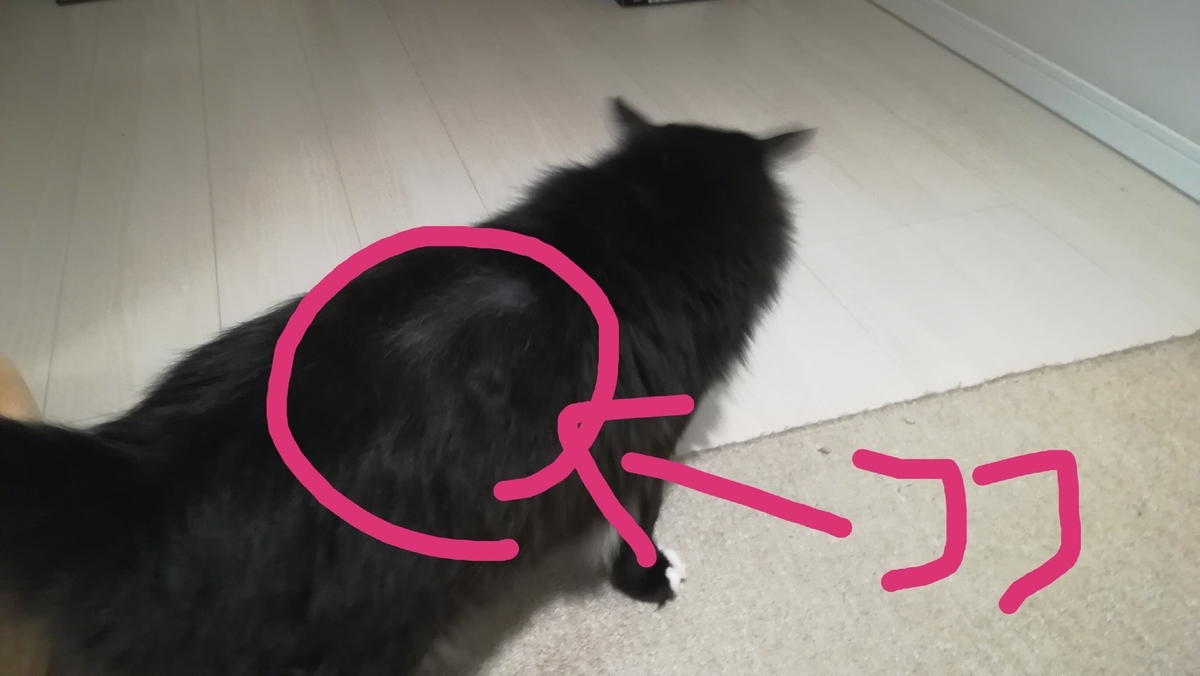 f:id:utanutan1096:20191104144551j:plain f:id:utanutan1096:20191104144551j:plain