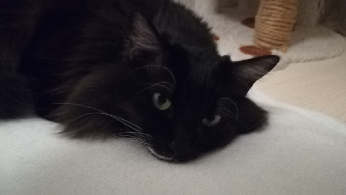 f:id:utanutan1096:20200301214701j:plain f:id:utanutan1096:20200301214701j:plain