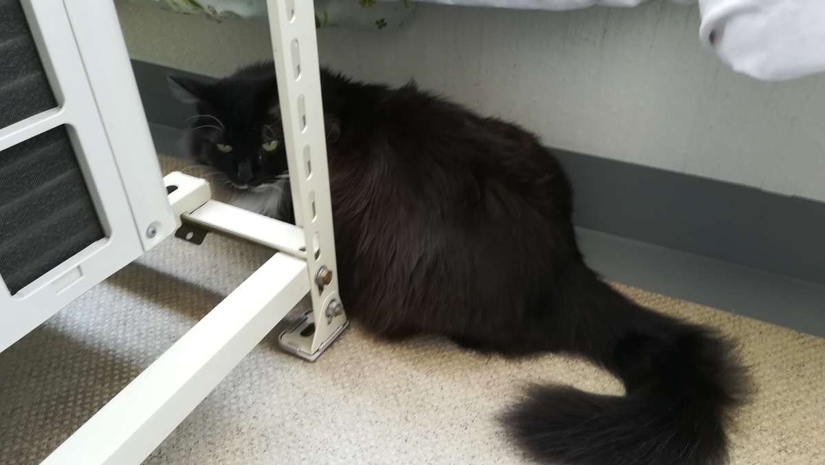 f:id:utanutan1096:20200324192749j:plain