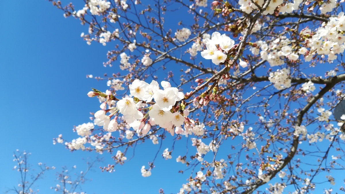 f:id:utanutan1096:20200324192835j:plain