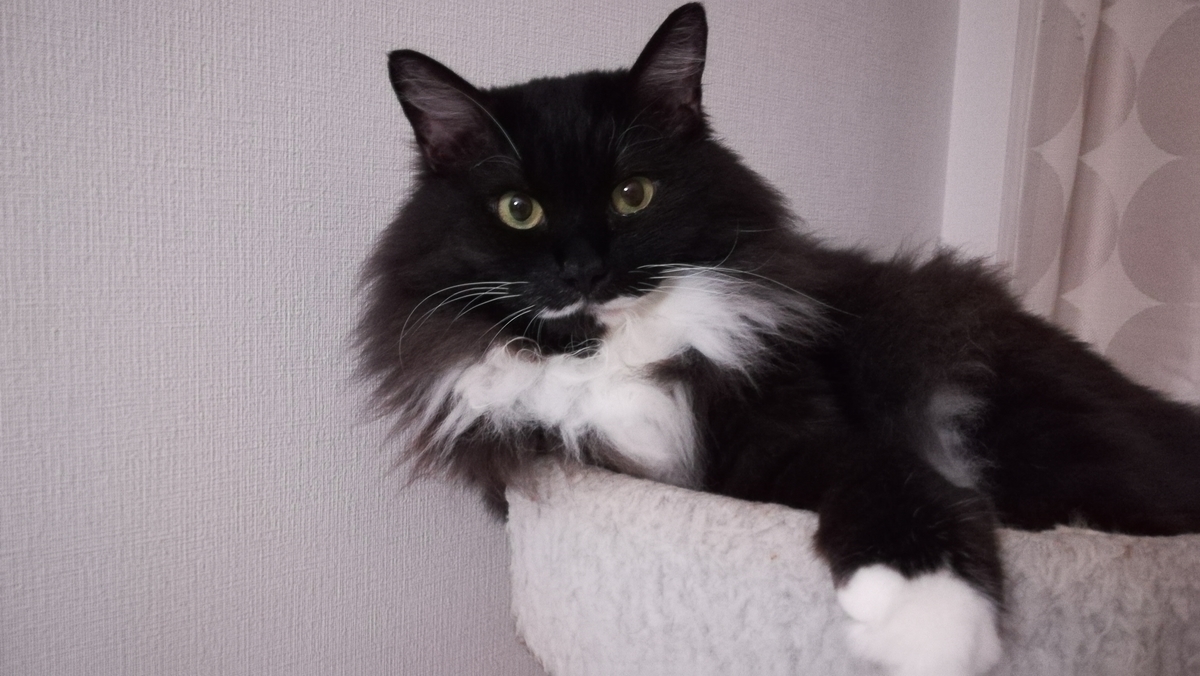 f:id:utanutan1096:20200713160534j:plain f:id:utanutan1096:20200713160534j:plain