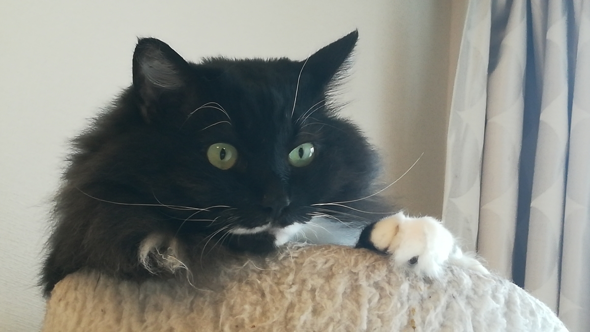 f:id:utanutan1096:20200714151349j:plain f:id:utanutan1096:20200714151349j:plain