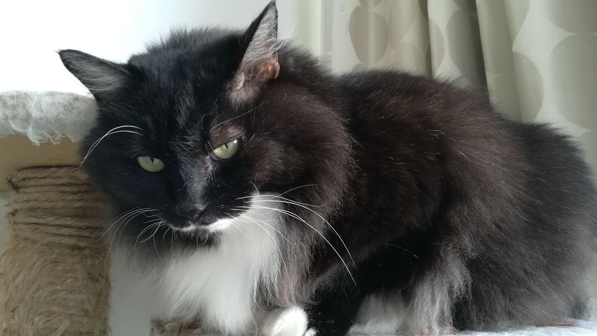 f:id:utanutan1096:20201021175720j:plain f:id:utanutan1096:20201021175720j:plain