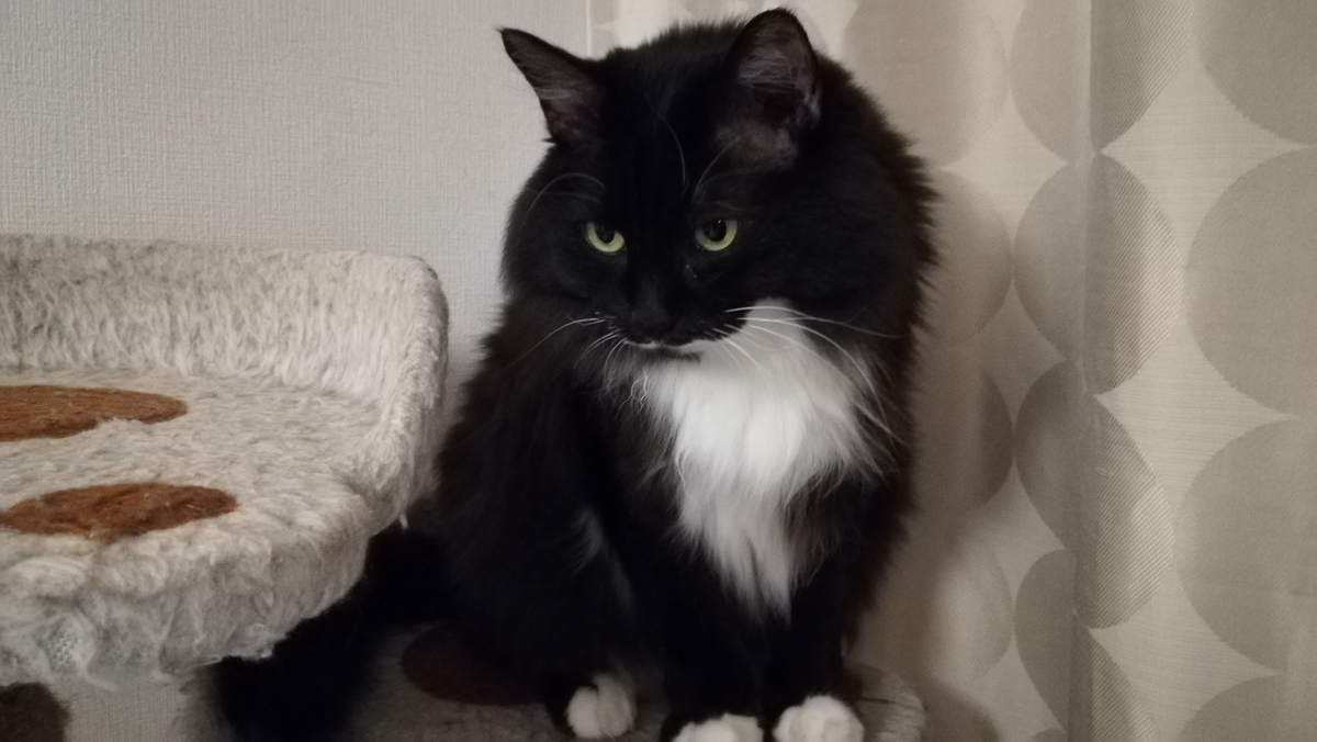 f:id:utanutan1096:20210112121541j:plain