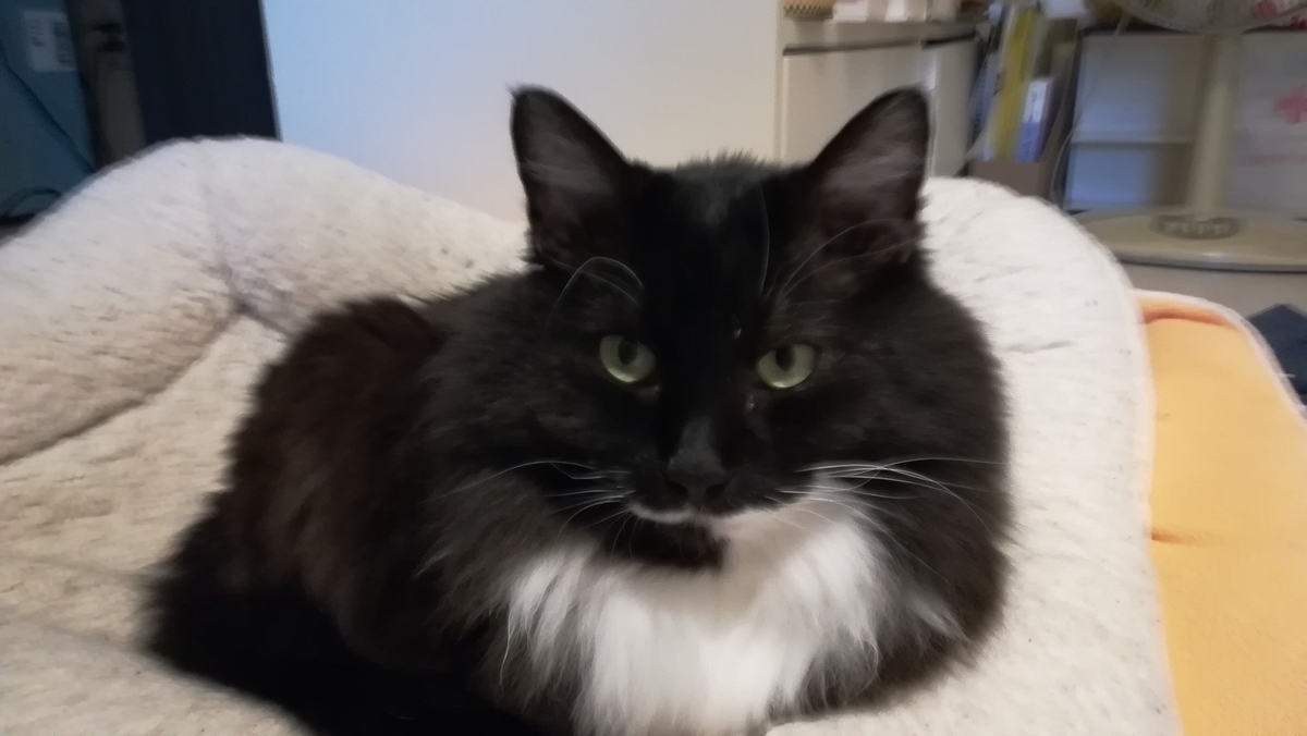 f:id:utanutan1096:20210121132353j:plain