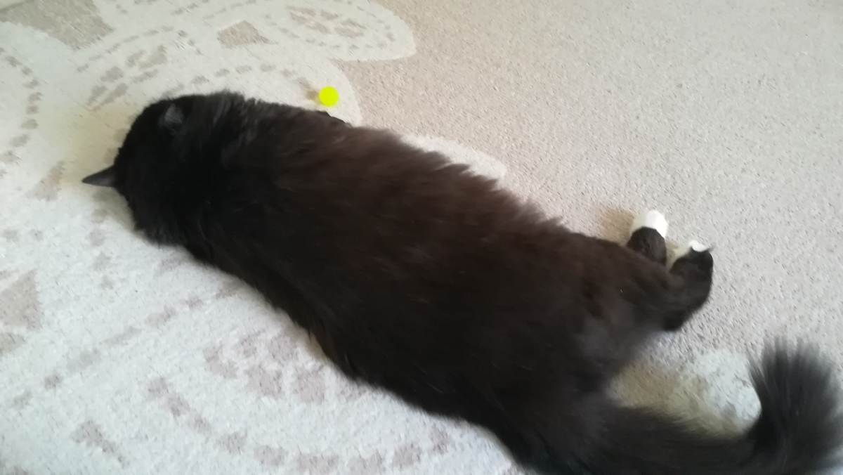 f:id:utanutan1096:20210131130156j:plain