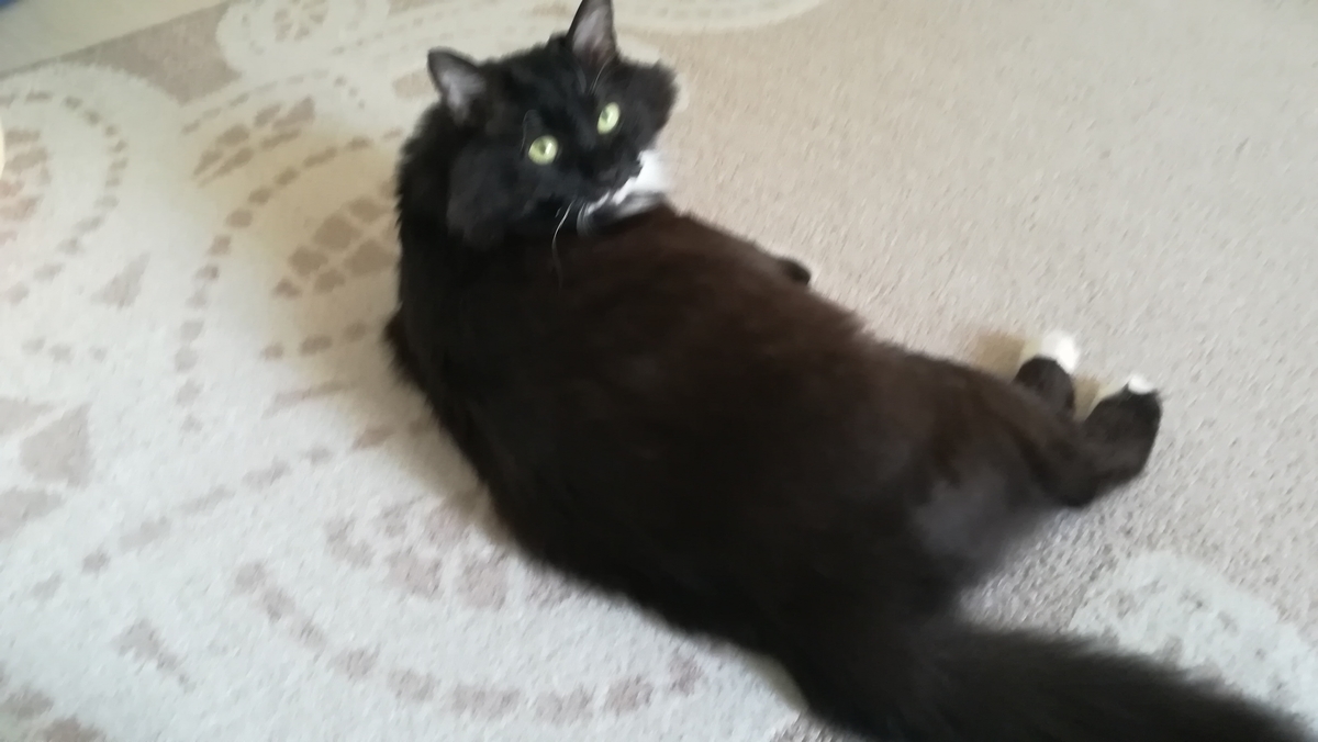 f:id:utanutan1096:20210131130215j:plain