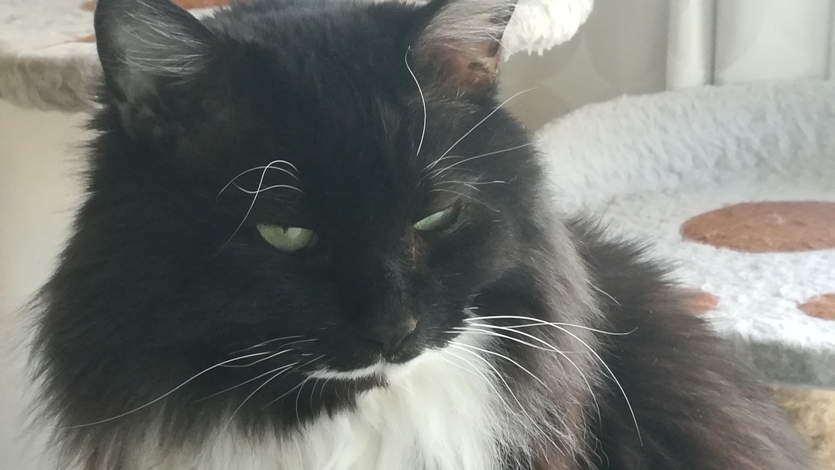 f:id:utanutan1096:20210213123643j:plain