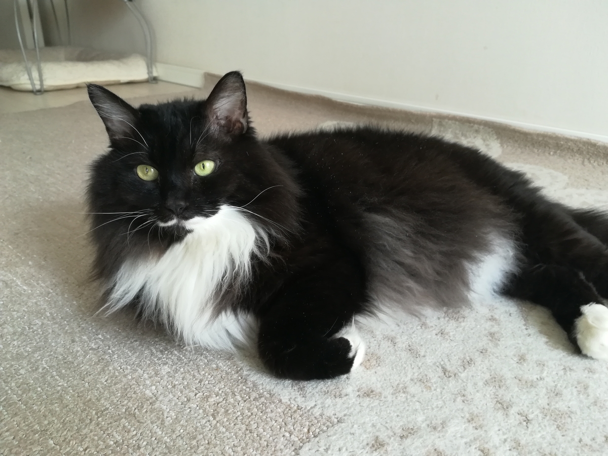 f:id:utanutan1096:20211022125533j:plain