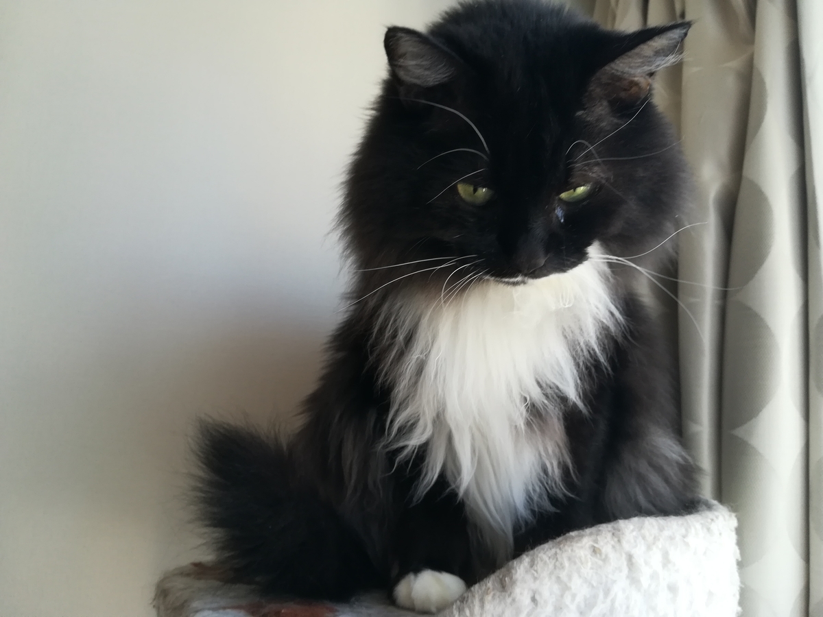 f:id:utanutan1096:20211027102643j:plain