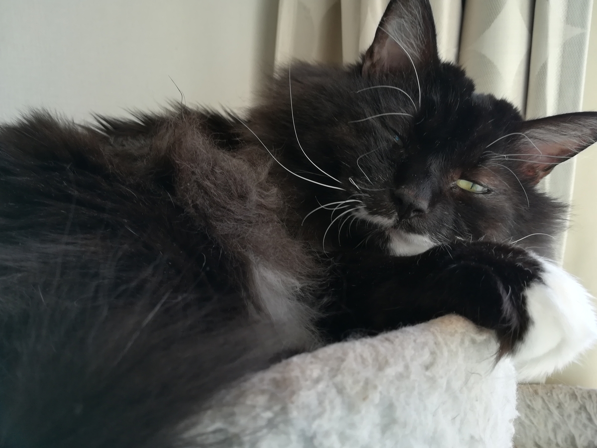 f:id:utanutan1096:20211031144625j:plain