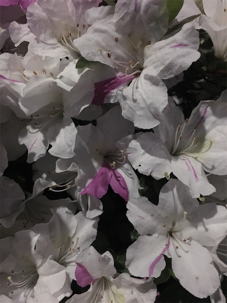 f:id:utatakanohibi:20170524035110j:image f:id:utatakanohibi:20170524035110j:image