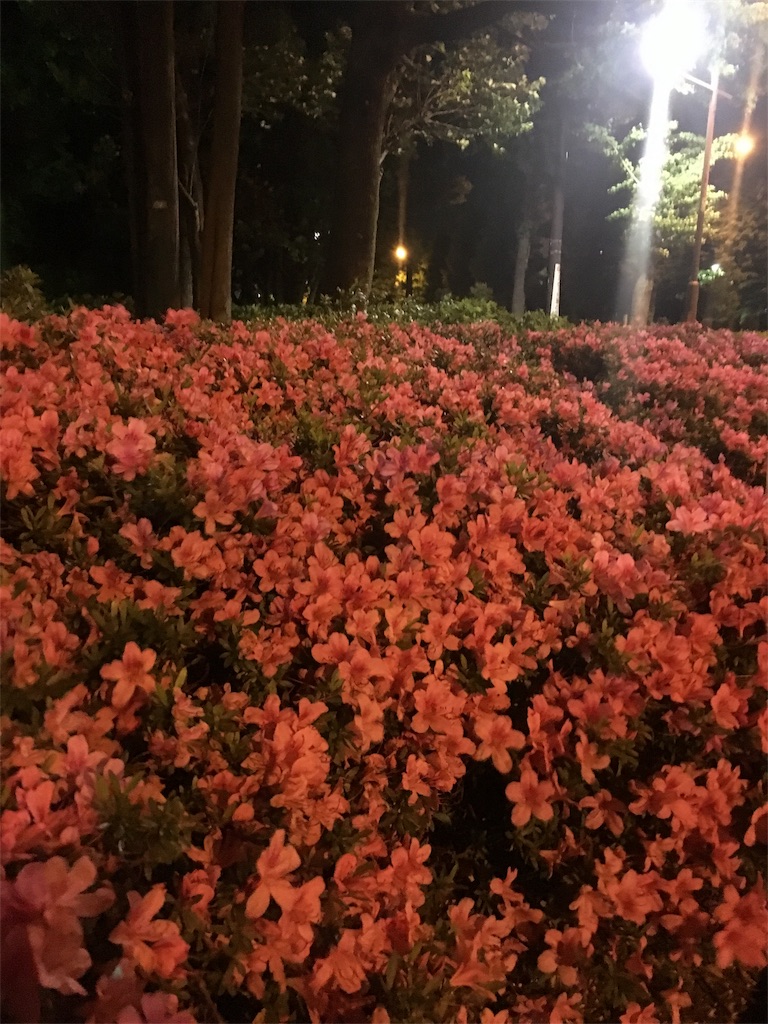 f:id:utatakanohibi:20170524035159j:image f:id:utatakanohibi:20170524035159j:image