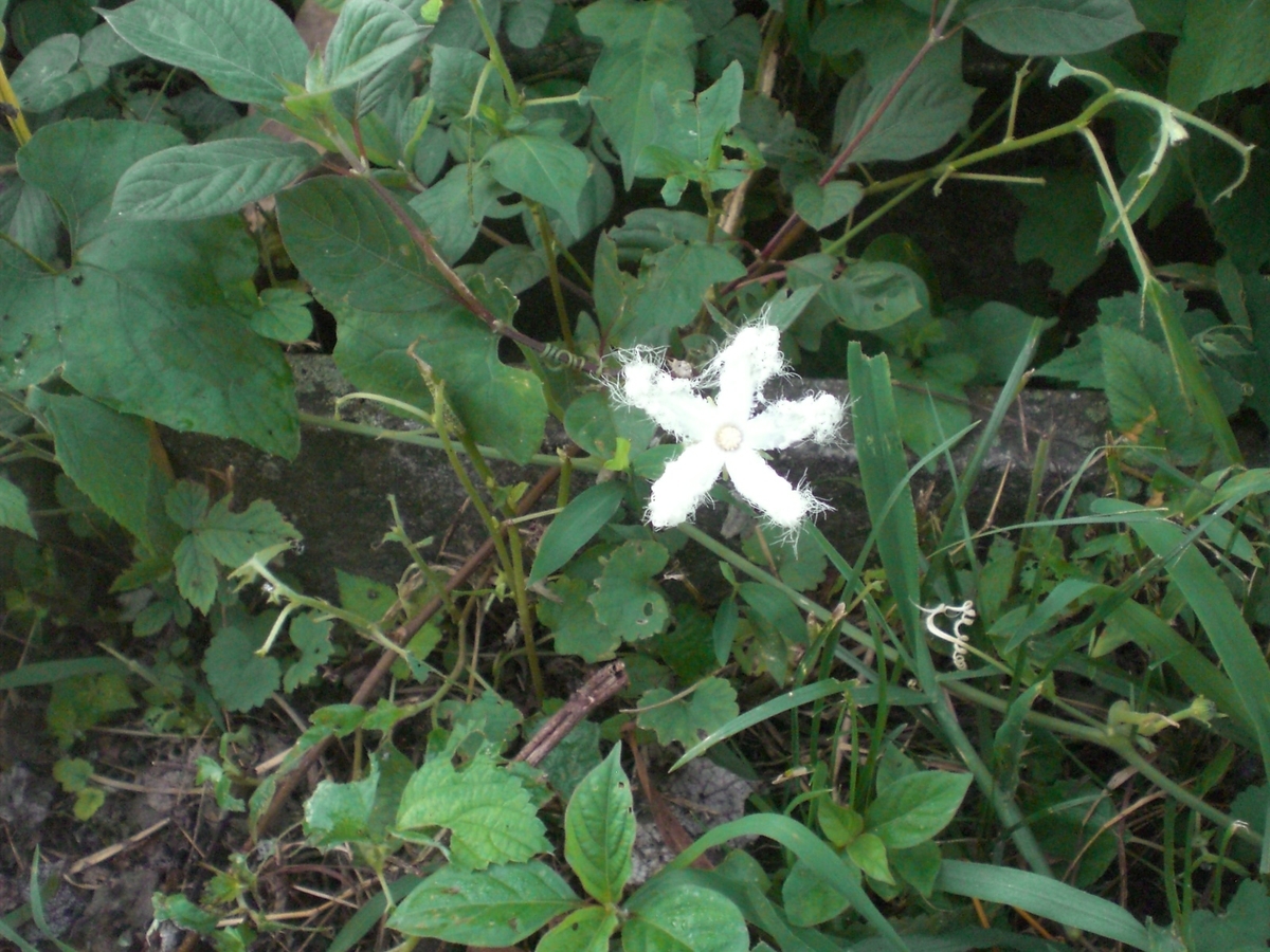 f:id:utatanenouenuchiko:20190811212101j:plain f:id:utatanenouenuchiko:20190811212101j:plain