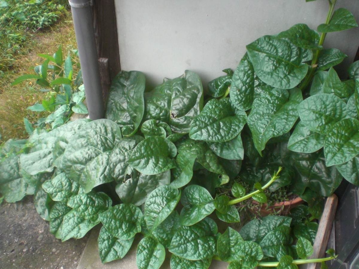 f:id:utatanenouenuchiko:20191025203639j:plain f:id:utatanenouenuchiko:20191025203639j:plain