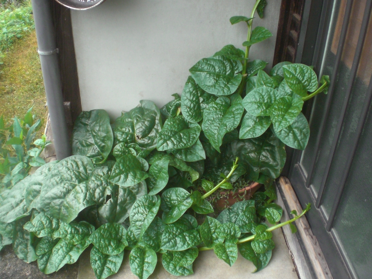 f:id:utatanenouenuchiko:20191025203809j:plain f:id:utatanenouenuchiko:20191025203809j:plain