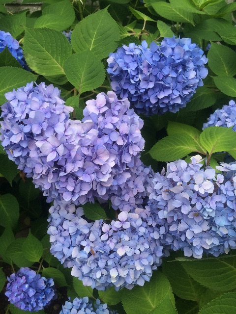 f:id:utautan:20150614160847j:image f:id:utautan:20150614160847j:image