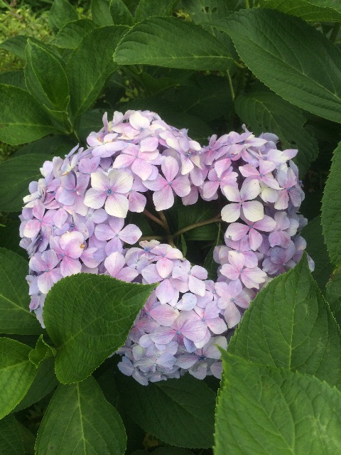 f:id:utautan:20150614161147j:image f:id:utautan:20150614161147j:image