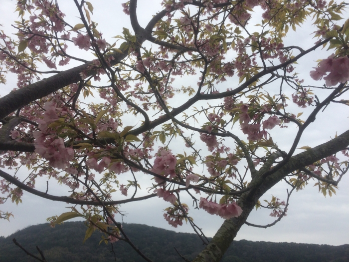 f:id:utautan:20160403232943j:plain f:id:utautan:20160403232943j:plain